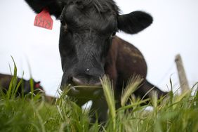 2014年4月24日，加利福尼亚州托马莱斯，斯坦普尔溪牧场，一头奶牛在草地上吃草。全国各地的极端天气状况导致进入市场的牛数量减少，并使美国牛肉的批发价格达到历史新高。