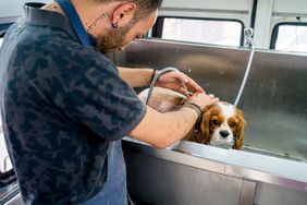 宠物美容师在钢盆里给狗洗澡