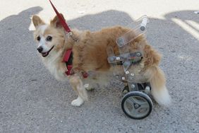 小狗在后腿上使用轮椅看着主人