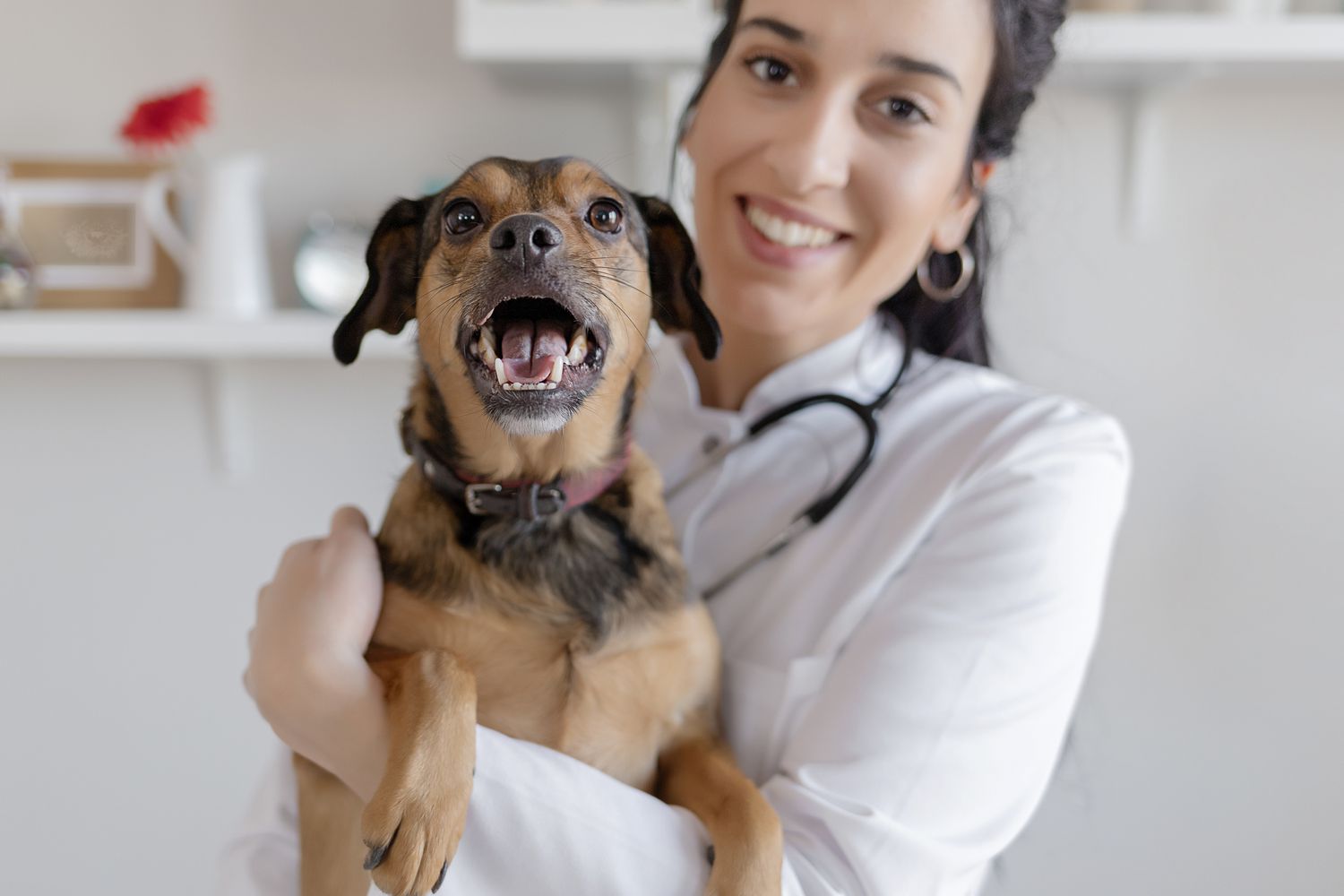兽医和狗