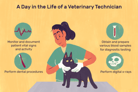 A day in the life of a veterinary technician: Monitor and document patient vital signs and activity; perform dental procedures; obtain and prepare various blood samples for diagnostic testing; perform digital x-rays