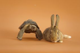 一只乌龟和兔子,代表一个明智的投资策略。”>
          </noscript>
         </div>
        </div>
       </div>
       <div class=