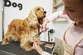 女美容师修剪可卡犬在狗美容沙龙