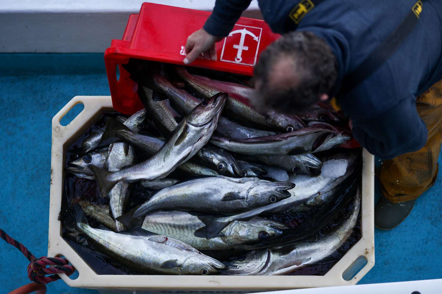 钓鱼工人将鱼放在托特袋中，等待英国脱欧后出售