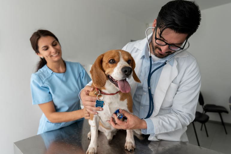 一只狗在兽医的手术台上。兽医用听诊器听狗的胸部。一名护士从后面抱住狗。