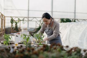 一个企业主在盆栽植物