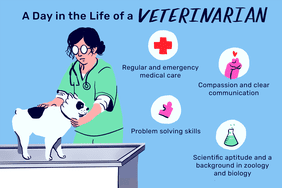 a day in the life of a veterinarian regular and emergency medical care problem solving skills compassion and clear communication scientific aptitude and a background in zoology and biology