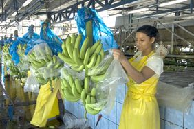 在香蕉包装厂工作的妇女
