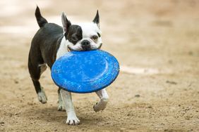 波士顿梗犬玩狗公园