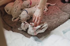 Litter of Dalmatian puppies with one enjoying tickles from a person