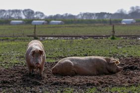 两只猪在一个养猪场的泥里。